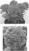 Sedum%20hybrid%20%27Lime%20Joy%27
