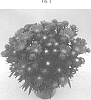 Stokesia%20laevis%20%27Mini%20Mels%27