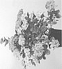 Hydrangea%20macrophylla%20%27Hokomagrejo%27