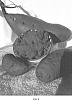 Ipomoea%20batatas%2C%20L.%20%27Charleston-163%27