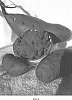 Ipomoea%20batatas%2C%20L.%20%27Charleston-163%27