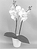 Phalaenopsis%20hybrid%20%27PHALGAPVAL%27