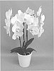 Phalaenopsis%20hybrid%20%27PHALHADOT%27