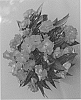 Impatiens%20hawkeri%20%27Dongimprolhopin%27