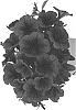 Petunia%20x%20hybrida%20%27Dopetpotupurp%2019%27