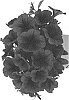 Petunia%20x%20hybrida%20%27Dopetpotupurp%2019%27