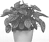 Peperomia%20caperata%20%27Quito%27