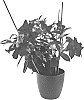 Mandevilla%20sanderi%20%27Inmanbered%27