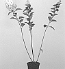 Hydrangea%20paniculata%20%27LC%20NO3%27