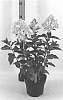 Hydrangea%20paniculata%20%27LC%20NO5%27