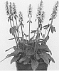 Stachys%20officinalis%20%27Summer%20Sweets%27