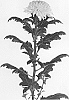 Chrysanthemum%20X%20morifolium%20%27DLFMGNM2%27