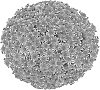 Chrysanthemum%20X%20morifolium%20%27G20FON14RE%27