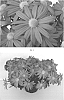 Chrysanthemum%20x%20morifolium%20%27CIDZ0096%27