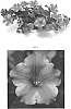 Petunia%20hybrida%20%27PEHY0047%27