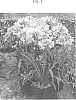 Agapanthus%20hybrid%20%27WP003%27