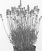 Lavandula%20angustifolia%20%27sako1638%27