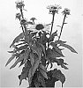 ECHINACEA%20PLANT%20NAMED%20%27IFECSSSAL%27