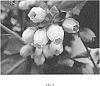 Vaccinium%20%28angustifolium%20x%20myrsinites%29%20x%20corymbosum%20hybrid%20%27FC12-029%27