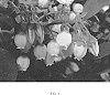 Vaccinium%20%28angustifolium%20x%20myrsinites%29%20x%20corymbosum%20hybrid%20%27FC12-187%27