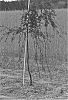 Prunus%20cerasifera%20%27NCPR-7%27