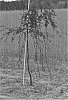 Prunus%20cerasifera%20%27NCPR-7%27