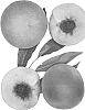 Prunus%20persica%20%27Lady%20Erin%27