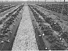Fragaria%20x%20ananassa%20Duchesne%20%27NSG%20120%27