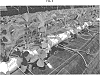 Fragaria%20x%20ananassa%20%27CIVRL333%27