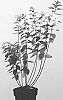 Hydrangea%20paniculata%20%27LC%20NO4%27