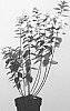 Hydrangea%20paniculata%20%27LC%20NO4%27