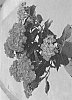 Hydrangea%20macrophylla%20%27H218918%27