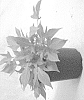 Ipomoea%20batatas%20%27ISGLG02-1%27
