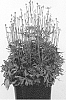 Anemone%20multifida%20x%20Anemone%20sylvestris%20%27ANEM078%27