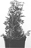 Anemone%20multifida%20x%20Anemone%20sylvestris%20%27ANEM079%27