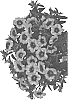 Calibrachoa%20X%20hybrida%20%27Docalhusopin%2019%27
