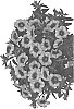 Calibrachoa%20X%20hybrida%20%27Docalhusopin%2019%27