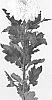 Chrysanthemum%20X%20morifolium%20%27DLFBAV1%27