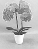 Phalaenopsis%20hybrid%20%27PHALGTAWI%27