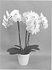 Phalaenopsis%20hybrid%20%27PHALHYLDO%27