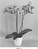 Phalaenopsis%20hybrid%20%27PHALGUIQDI%27