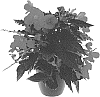 Begonia%20boliviensis%20x%20Begonia%20x%20tuberhybrida%20%27KROUTRE01%27