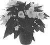 Begonia%20boliviensis%20X%20Begonia%20x%20tuberhybrida%20%27KROUTWH01%27
