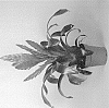 Vriesea%20sp.%20%27BRIGHT%20DAY%27