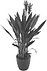 Curcuma%20alismatifolia%20%27Curalidimp%27