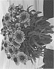 Gaillardia%20aristata%20%27Dogailspincopsun%27