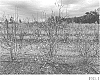 Vaccinium%20corymbosum%20%27TH-931%27