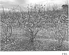 Vaccinium%20corymbosum%20%27TH-1008%27