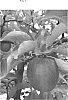 Malus%20domestica%20%27FR1063%27