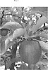 Malus%20domestica%20%27FR1063%27